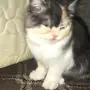 قطه شيرازي للبيع 