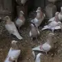 زاجل كريمي