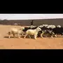 خرفان  نجد العدد23  راس جبره