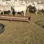 غنم حريه 