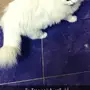 قطط للبيع سعر رمزي .