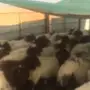 هرافى نعيم للبيع