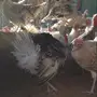 للبيع ديوك رومي 