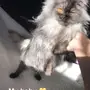 قطط للبيع 