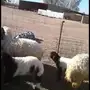 غنم رغايث للبيع