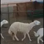 غنم حريه مراح واحد العدد90