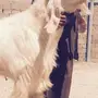 دواغير بيض برص مرفقه صوره ابوهم