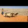 رباعيات دبس مولده ودفيع نعيم العدد6