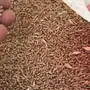 قمح للبيع انتاج 2017