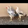 دجاج فارسي