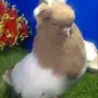 طبه سوداني اصفر 