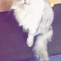 قطه انثى شيرازي 