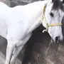 حصان وهو مصري بيور