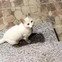 قطة للبيع العيون زرقاء 