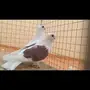 حمام بوم زينه للبيع 