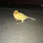 جوز كناري جزري 