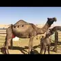 خلفه يامدور مناح والبيع سمح 
