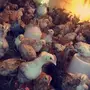 عرض صوص دجاج 
