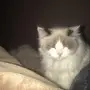 قطه شيرازي 