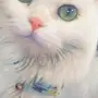 قطه شيرازي