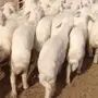 عدد 30 طليان للبيع