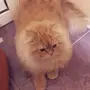 قط جميل ب400 ب ملحقاته