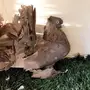 للبيع زوج رقاص هندي طقم 