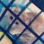 للبيع قط شيرازي 