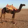 رحول مجهم طوع