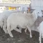 نعاج حبص ثنيه وسمان واحد طلي العدد 6 