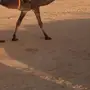 رحول مجهم طوع مشروطه