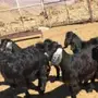4 اجفار 