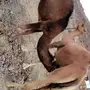 ناقه عشرا  لقاح ثلاث شهور