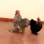 دجاج كاشن بياض