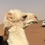 حواره تماميه