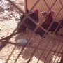 دجاج بلدي