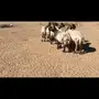 فحول نعيم طيبه