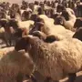 غنم نعيم طيبه جدا العدد 1400