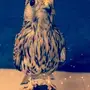 شبوط مدرب واليف وهدد