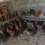 دجاج فيومي بياض
