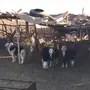 طليان 