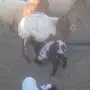مطافيل نعيم