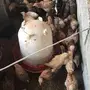 صيصان بلديه 