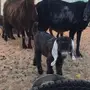 البيع معزا مشروكه 