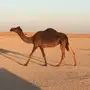 ضريبه انتاج كفو مجهم