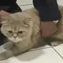 قط ذكر شيرازي 