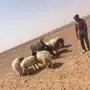 مراييع 