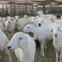 غنم للبيع او البدل