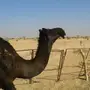 بعير منتج كفوو رباع 