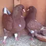 جوز كنق